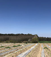 Der immer beliebter werdende grüne Spargel wächst aus dem  Bifang heraus (©Foto: Martin Schmitz)